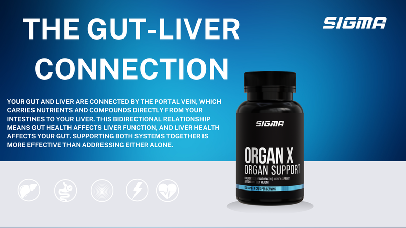 The Gut-Liver Connection