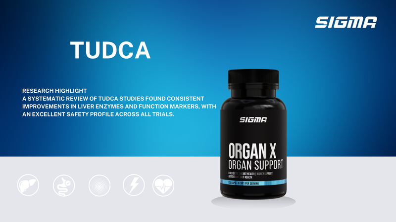 How Does TUDCA Work?