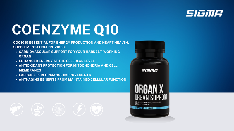 What Is Coenzyme Q10?
